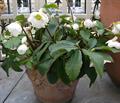 christmas rose